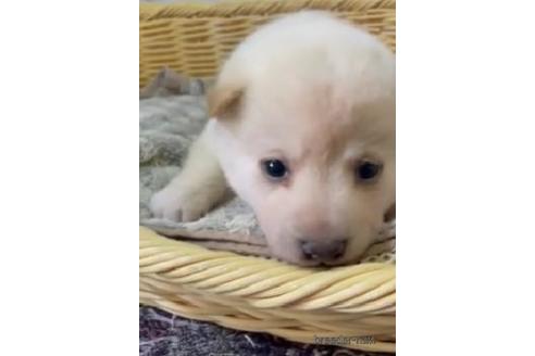 成約済の静岡県の柴犬-216220の1枚目